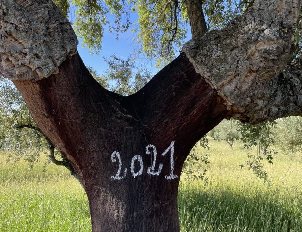 WhatsApp image 2025-07-08 at 10.50.16_72619ea8